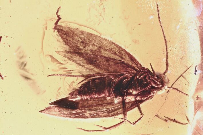 Detailed Fossil Moth (Lepidoptera) in Baltic Amber #346379